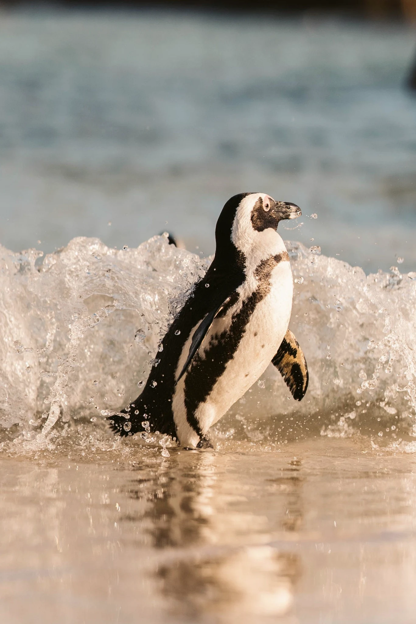 African penguins at Boulders Beach