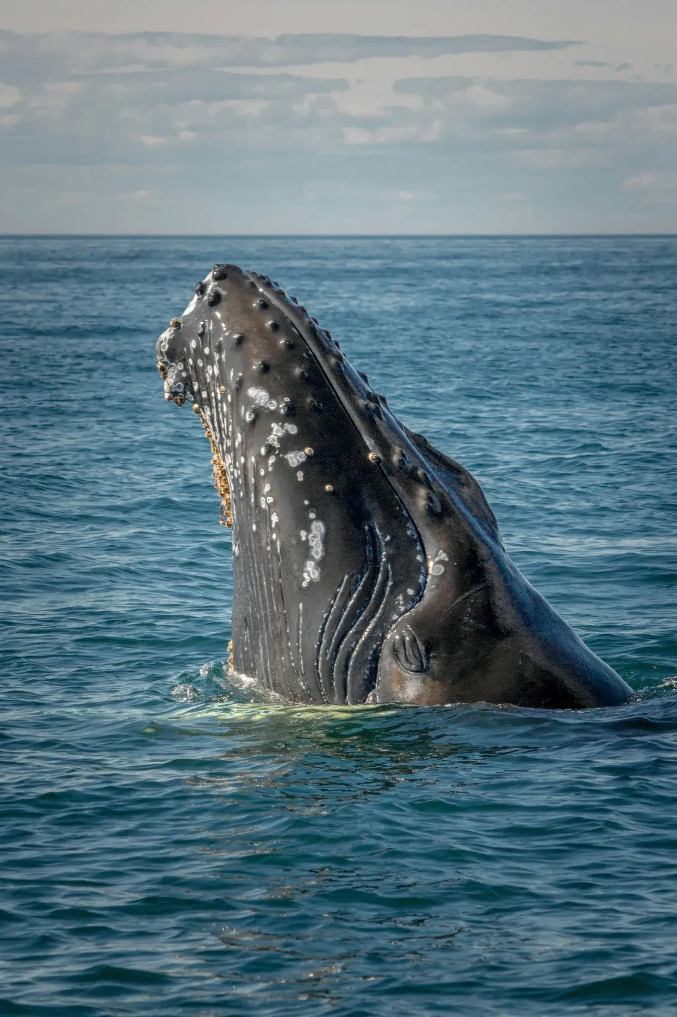 Hermanus coastal scenery and whale watching